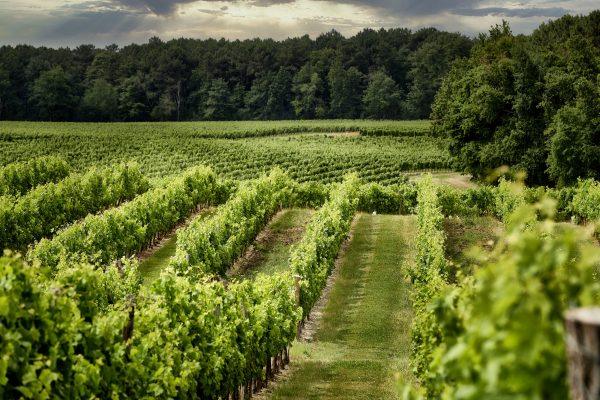 CHATEAU VIDUC / BORDEAUX SUPERIEUR ROUGE / 2021 / 0,75L – Image 2